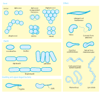 Bacteria Morphology