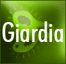 Giardia